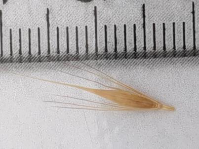 Spikelet